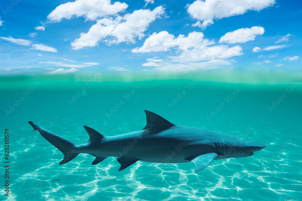 Over under sea surface sharks with blue sky Over under sea surface sharks with blue sky