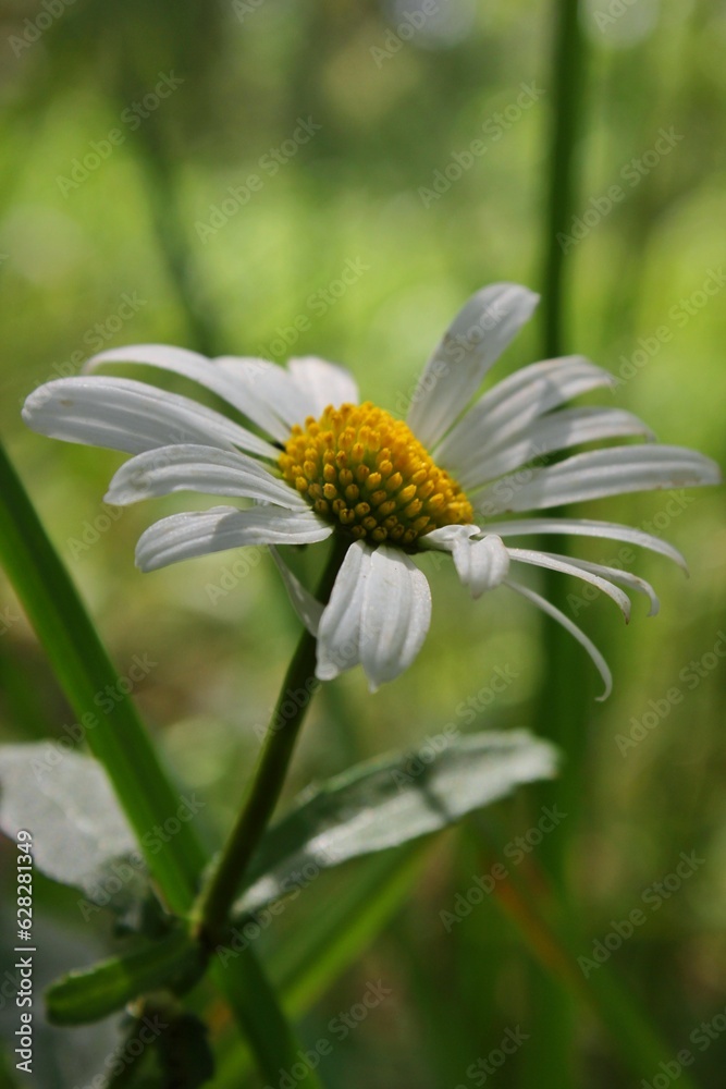 Close photo of a chamomile in a natural environment in a meadow, a lonely flower Close photo of a chamomile in a natural environment in a meadow, a lonely flower