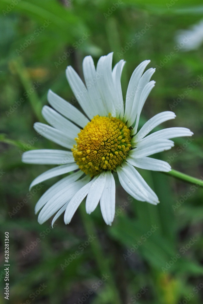 Close photo of a chamomile in a natural environment in a meadow, a lonely flower Close photo of a chamomile in a natural environment in a meadow, a lonely flower