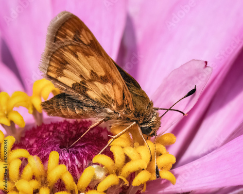 A Peck's skipper Butterfly (Polites peckius) using its long tongue to drink nectar from a pink zinnia flower. Long Island, New York, USA. photo