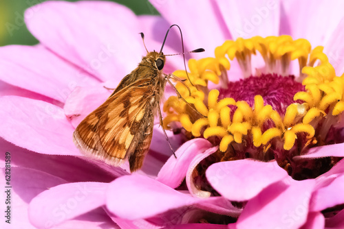 A Peck's skipper Butterfly (Polites peckius) using its long tongue to drink nectar from a pink zinnia flower. Long Island, New York, USA. photo