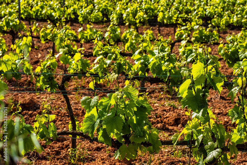 Landscape with vineyards. Garraf, province Barcelona, Catalonia
