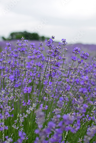 beautiful purple flowers in the field