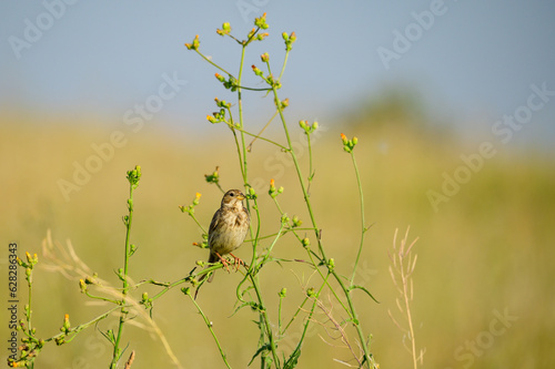 Corn bunting Miliaria calandra sitting on a branch of the plant photo