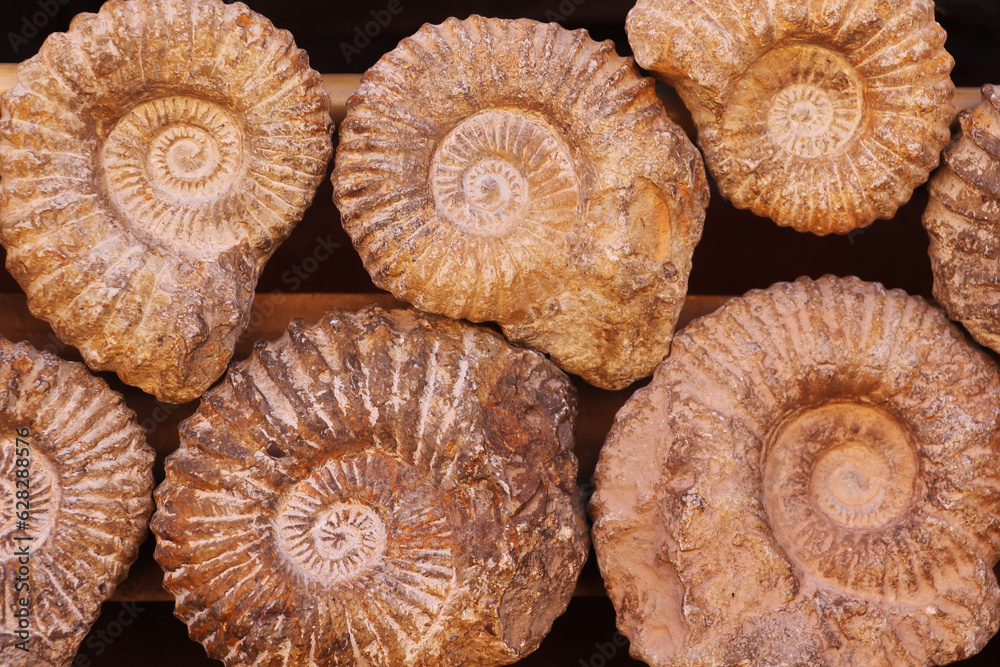 Fossil 