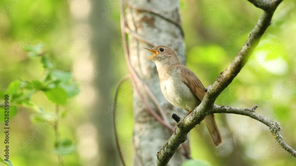 Thrush nightingale perched and singing on a beautiful spring evening in a woodland in Estonia, Northern Europe Thrush nightingale perched and singing on a beautiful spring evening in a woodland in Estonia, Northern Europe