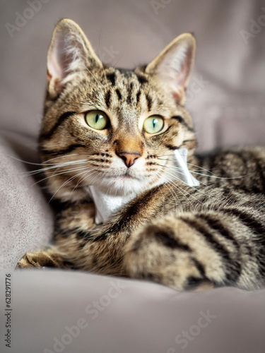 Fototapeta Naklejka Na Ścianę i Meble -  Cute and stylish tabby cat with silver bow tie on a couch. Beautiful pet at home with simple decoration.
