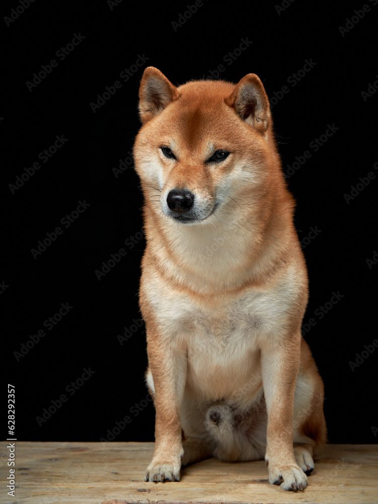 red dog on a black background. Beautiful Shiba Inu in the studio