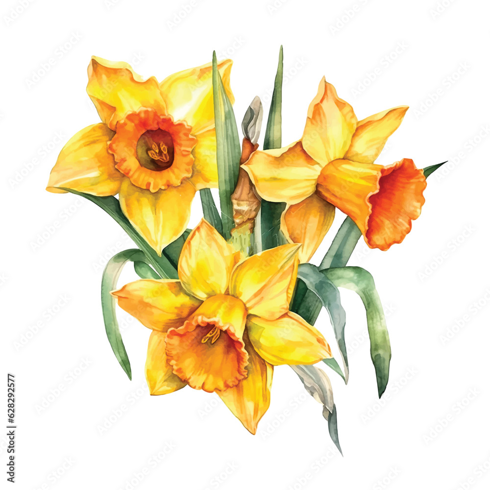 Daffodil flowers watercolor paint 