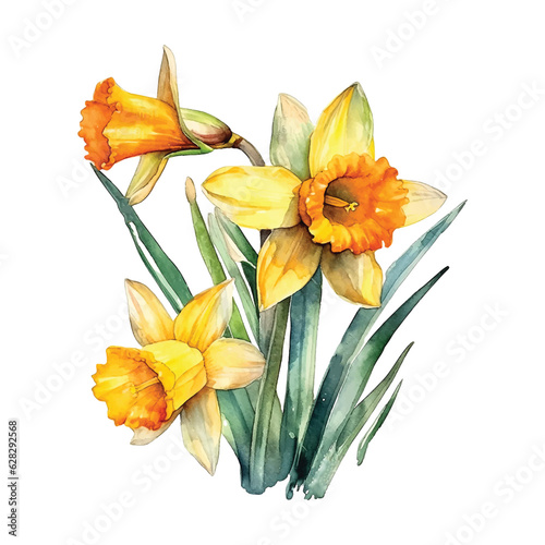Daffodil flowers watercolor paint 