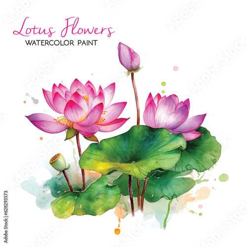  Lotus flower watercolor paint 