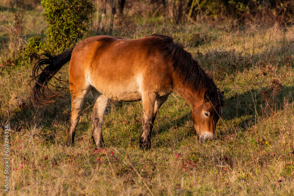 Wild horse (Equus ferus) in a reserve near Milovice, Czechia Wild horse (Equus ferus) in a reserve near Milovice, Czechia