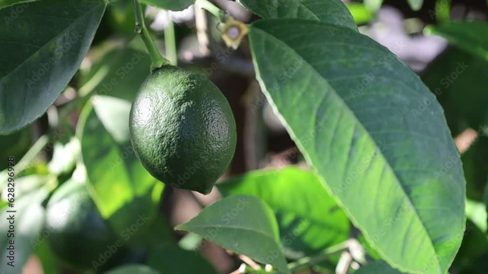 One green lemon grows in the garden near the house in Zadar in Croatia One green lemon grows in the garden near the house in Zadar in Croatia
