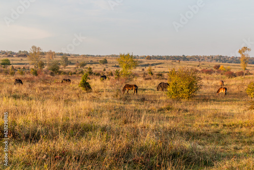 European wild horses  Equus ferus ferus  in Milovice Nature Reserve  Czech Republic