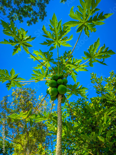 Tropical green papaya fruit hanging on a tree, beautiful papaya plantation photo