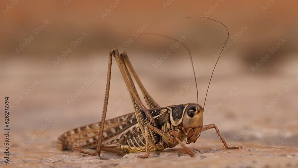 A grasshopper sits on a brown tile in the old town in Zadar in Croatia