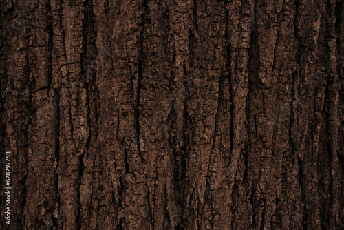 Brown tree bark texture and background, nature concept