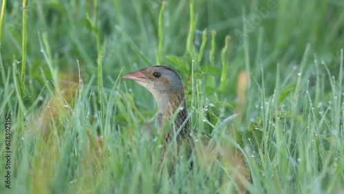 Closeup of Corn crake singing in the middle of tall grass and leaving on a springtime meadow in rural Estonia, Northern Europe photo