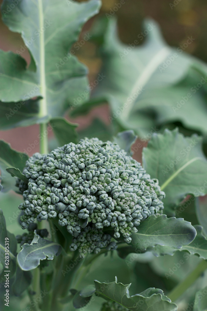 vertical image of ripe broccoli in summer garden vertical image of ripe broccoli in summer garden