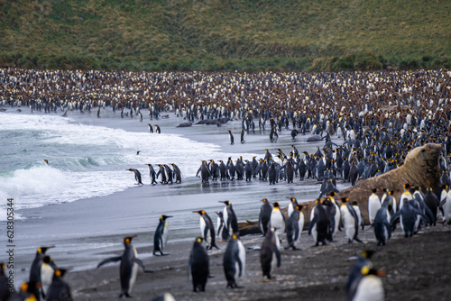Colony of penguins standing on beach. Copyright Max Seigal Photography, www.maxwilderness.com photo