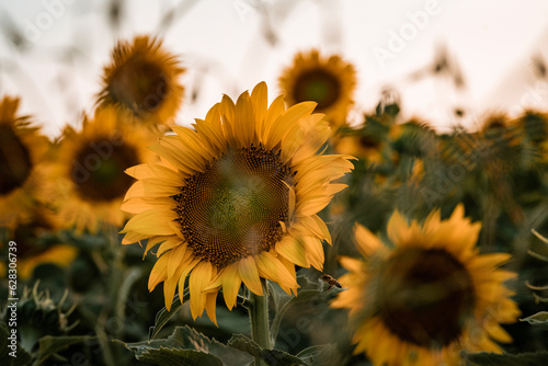 Field of sunflowers