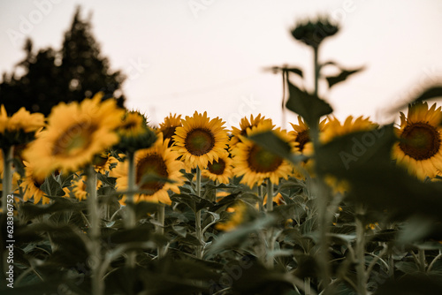 Fototapeta Naklejka Na Ścianę i Meble -  Sunflowers in the field