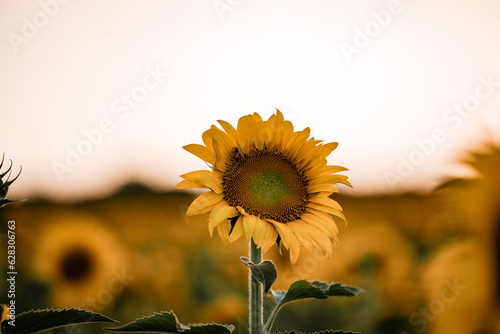 Beautiful sunflower close-up