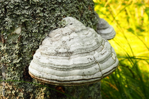 Fomes fomentarius common known as the tinder fungus, false tinder fungus, hoof fungus, tinder conk, tinder polypore or ice man fungus - is a species of fungal plant pathogen, shaped like a horse hoof. photo