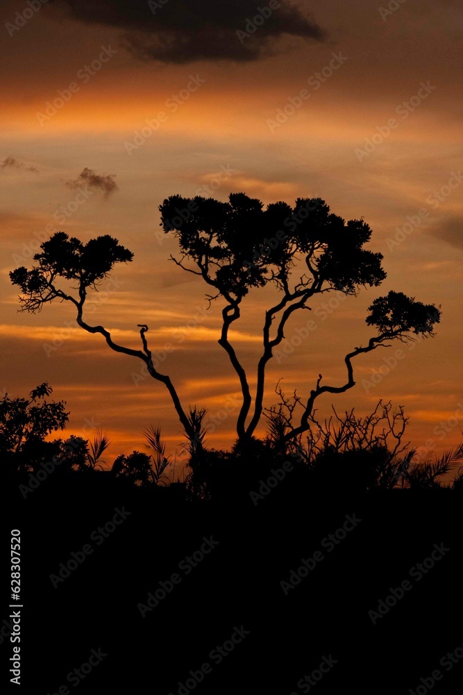 Beautiful and colorful sunset on the Savannas or Cerrados of Brazil with tree silhouetted