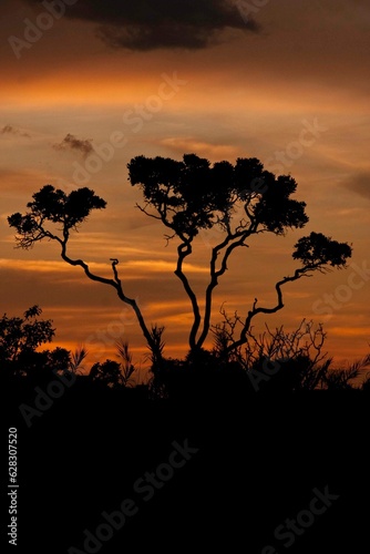 Beautiful and colorful sunset on the Savannas or Cerrados of Brazil with tree silhouetted