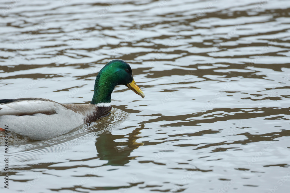 Duck Reflection Duck Reflection
