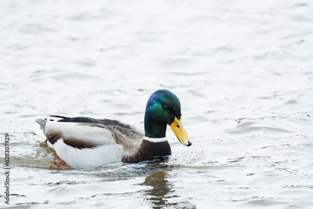 duck on a lake duck on a lake
