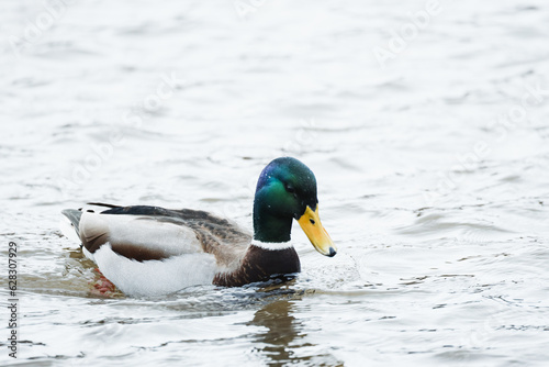duck on a lake © Ceili