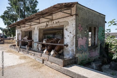 A small building with a trough for feeding cows. © lapis2380