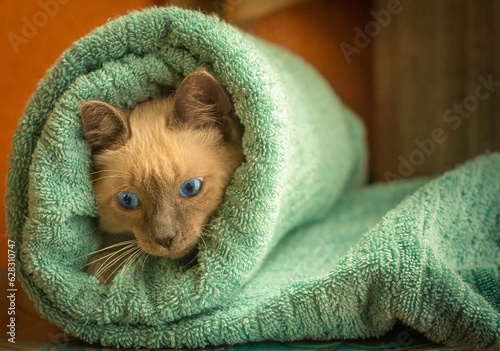 blue eyes kitten on a towel