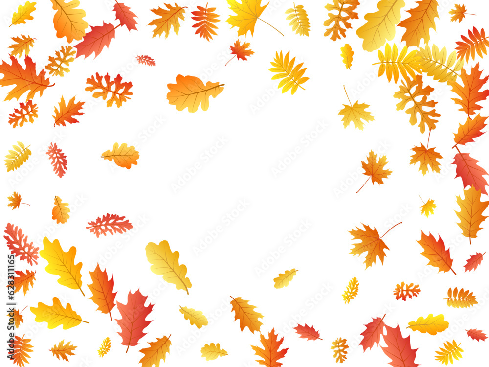 Oak, maple, wild ash rowan leaves vector, autumn foliage on white background. Oak, maple, wild ash rowan leaves vector, autumn foliage on white background.