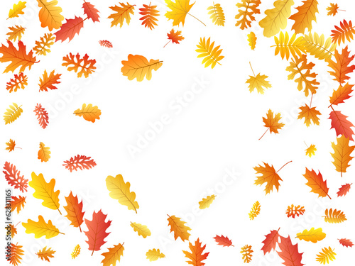 Oak, maple, wild ash rowan leaves vector, autumn foliage on white background.