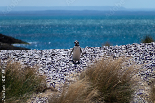 Pinguino de Magallanes . Patagonia Argentina photo