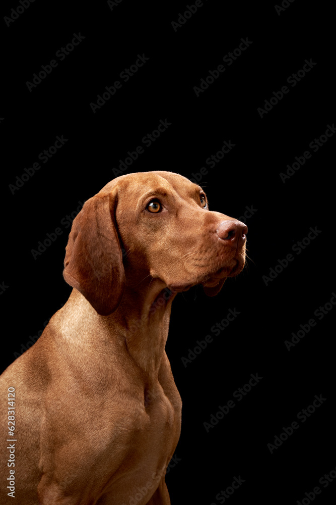 red dog on a black background. Beautiful Hungarian Vizsla in the studio