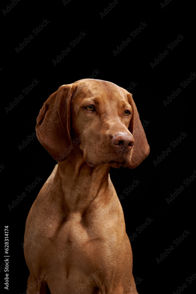 red dog on a black background. Beautiful Hungarian Vizsla in the studio
