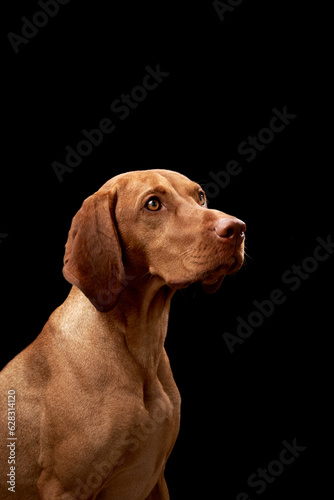 red dog on a black background. Beautiful Hungarian Vizsla in the studio