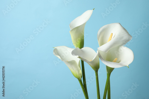 Fototapeta Naklejka Na Ścianę i Meble -  Beautiful calla lily flowers on light blue background. Space for text