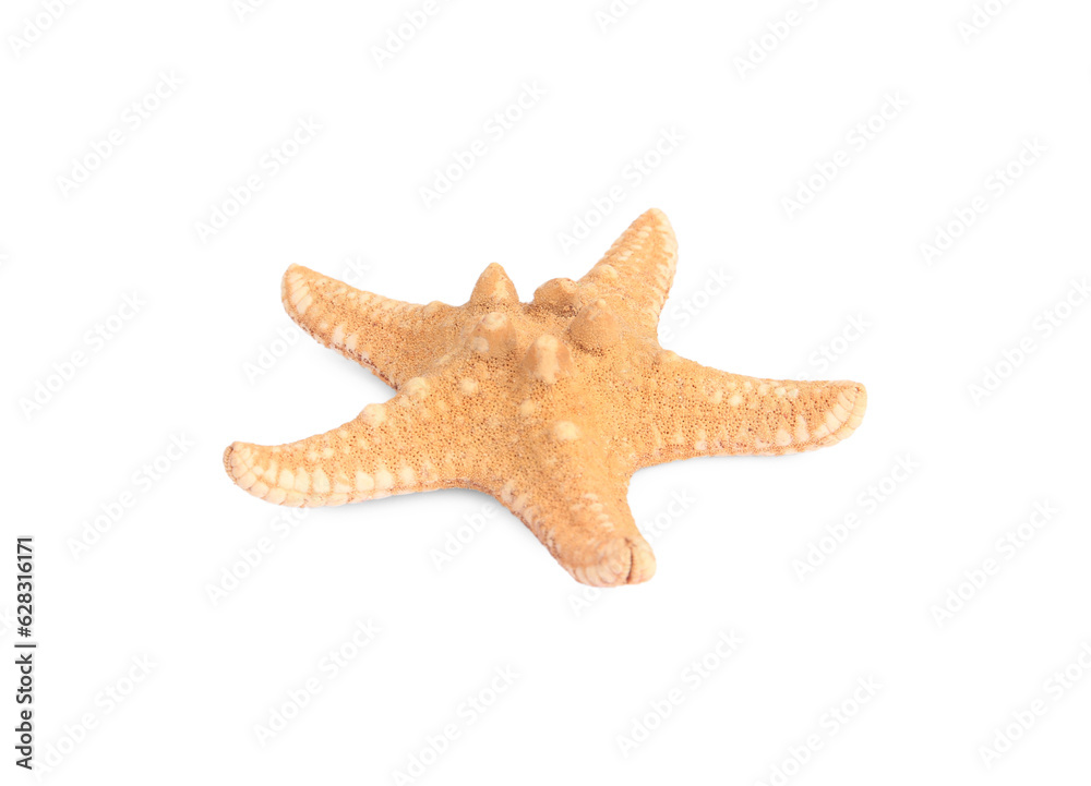 Beautiful sea star (starfish) isolated on white Beautiful sea star (starfish) isolated on white