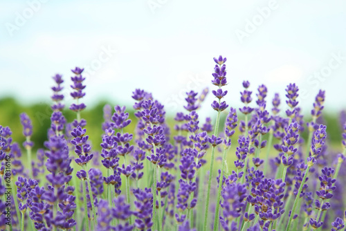 Fototapeta Naklejka Na Ścianę i Meble -  Beautiful blooming lavender growing in field, closeup