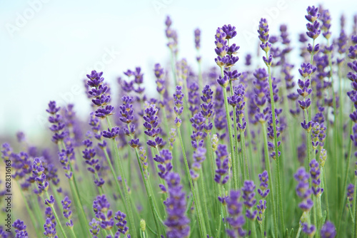 Beautiful blooming lavender growing outdoors  closeup view