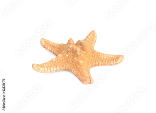 Beautiful sea star (starfish) isolated on white