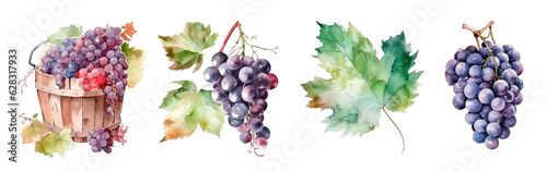 Fotografia Watercolor grapes clusters, leaf and harvest in old barrel