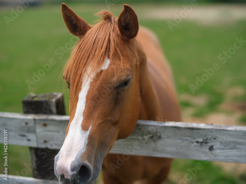 portrait of a horse