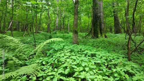 Beech forest virgin trees drone aerial Bile Karpaty Protected Landscape UNESCO White Carpathians mountain Czech, ferns dead branch trunks dwarf maple herbs, endangered plant climax wood photo