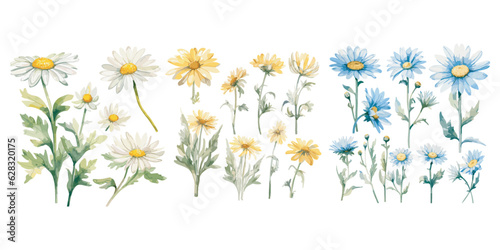 Watercolor Botanical Daisy flower clipart for graphic resources